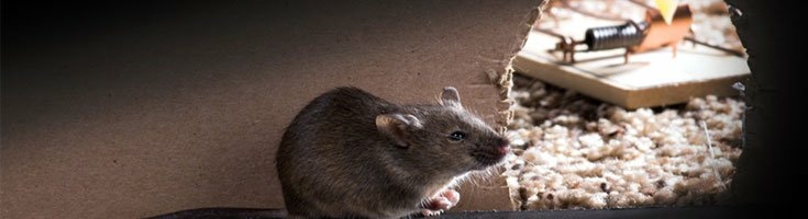 Mäuse, Ratten, Maulwürfe